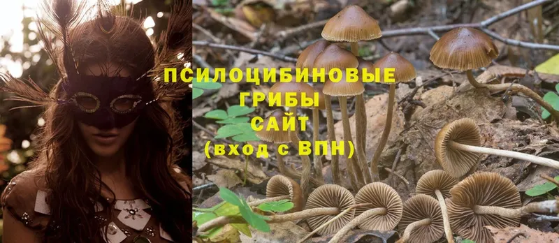 Галлюциногенные грибы Magic Shrooms  сколько стоит  Великий Устюг 